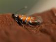 Phyllonorycter schreberella