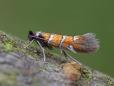 Phyllonorycter schreberella