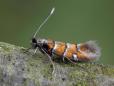 Phyllonorycter schreberella