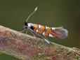 Phyllonorycter schreberella