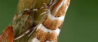Phyllonorycter emberizaepenella