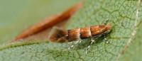 Phyllonorycter tristrigella