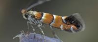 Phyllonorycter klemannella