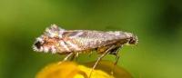 Glyphipterix simpliciella