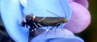 Glyphipterix simpliciella