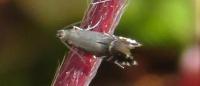 Glyphipterix simpliciella