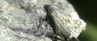 Glyphipterix simpliciella