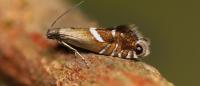 Glyphipterix forsterella