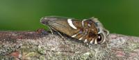 Glyphipterix forsterella