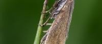 Glyphipterix fuscoviridella