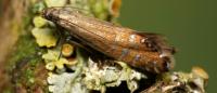 Glyphipterix thrasonella