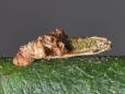 Coleophora violacea