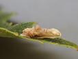 Coleophora violacea