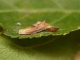 Coleophora violacea