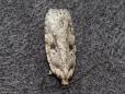 Agonopterix arenella
