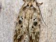 Agonopterix arenella