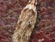 Agonopterix arenella