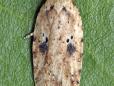 Agonopterix arenella