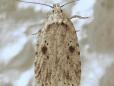 Agonopterix arenella
